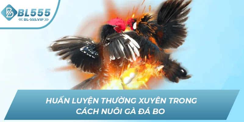 Huấn luyện thường xuyên trong cách nuôi gà đá bo