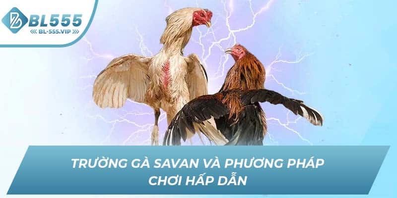 Trường gà Savan và phương pháp chơi hấp dẫn