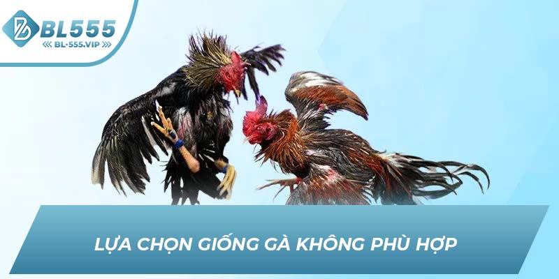 Lựa chọn giống gà không phù hợp